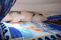 Starfisher 840 cr Cabina de proa