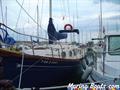   Delfin 31