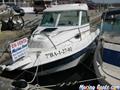  595 Delfin 595