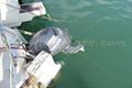 Atlantic 22 Motor fuera borda