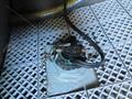 Starfisher 840 HT trasductor