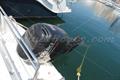 Sessa Key West 20 Motor fuera borda